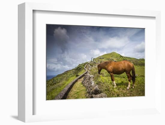 Portugal, Azores, Santa Maria Island, Maia. Horse in coastal pasture-Walter Bibikow-Framed Photographic Print