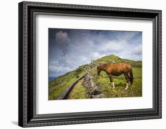 Portugal, Azores, Santa Maria Island, Maia. Horse in coastal pasture-Walter Bibikow-Framed Photographic Print