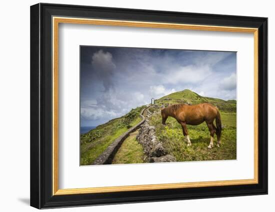 Portugal, Azores, Santa Maria Island, Maia. Horse in coastal pasture-Walter Bibikow-Framed Photographic Print