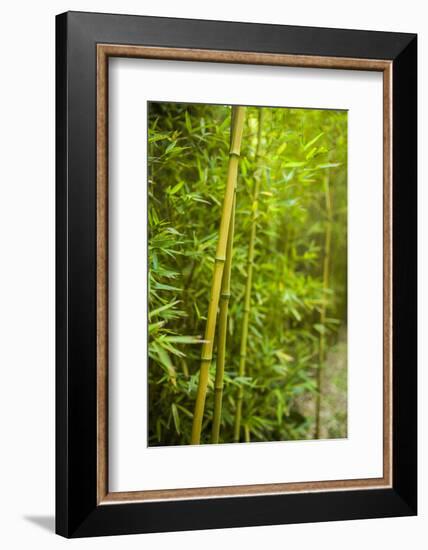 Portugal, Azores, Sao Miguel Island, Furnas. Terra Nostra Garden, bamboo forest-Walter Bibikow-Framed Photographic Print