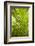 Portugal, Azores, Sao Miguel Island, Furnas. Terra Nostra Garden-Walter Bibikow-Framed Photographic Print