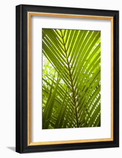 Portugal, Azores, Sao Miguel Island, Furnas. Terra Nostra Garden-Walter Bibikow-Framed Photographic Print