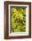 Portugal, Azores, Sao Miguel Island, Ponta Delgada. Mercado da Graca market, native bananas-Walter Bibikow-Framed Photographic Print