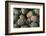 Portugal, Azores, Sao Miguel Island, Ponta Delgada. Mercado da Graca market-Walter Bibikow-Framed Photographic Print