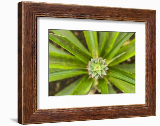 Portugal, Azores, Sao Miguel Island, Ponta Delgada. Native Sao Miguel pineapples-Walter Bibikow-Framed Photographic Print