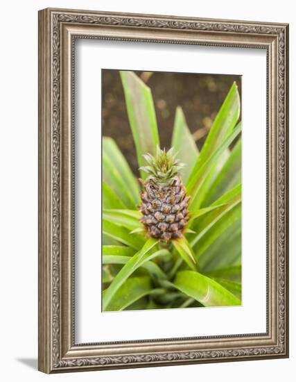 Portugal, Azores, Sao Miguel Island, Ponta Delgada. Native Sao Miguel pineapples-Walter Bibikow-Framed Photographic Print