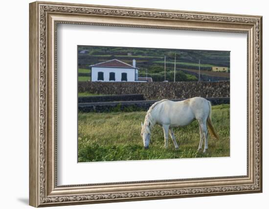 Portugal, Azores, Terceira Island, Porto Negrito. Horse-Walter Bibikow-Framed Photographic Print