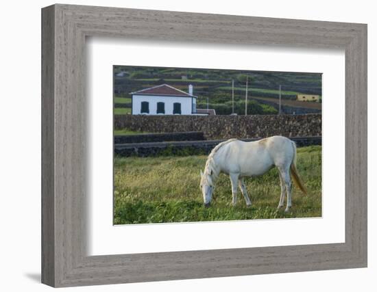 Portugal, Azores, Terceira Island, Porto Negrito. Horse-Walter Bibikow-Framed Photographic Print