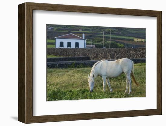 Portugal, Azores, Terceira Island, Porto Negrito. Horse-Walter Bibikow-Framed Photographic Print