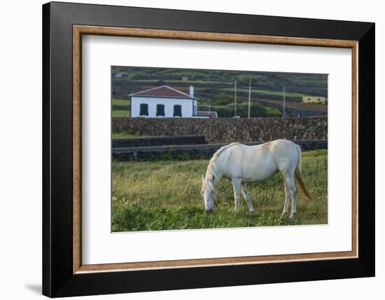 Portugal, Azores, Terceira Island, Porto Negrito. Horse-Walter Bibikow-Framed Photographic Print