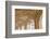 Portugal, Belem. Granada Monasterio De San Jeronimo-Emily Wilson-Framed Photographic Print