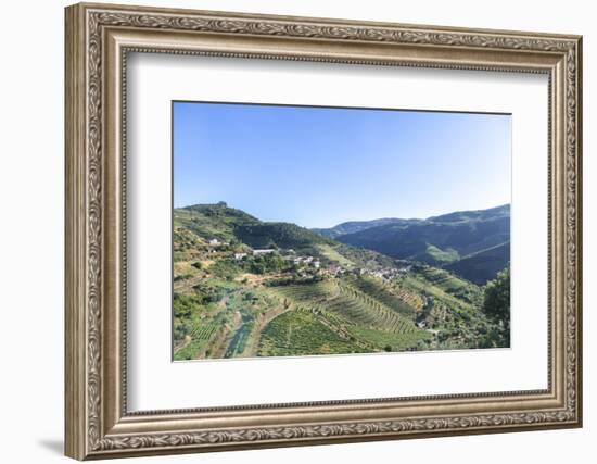 Portugal, Douro River Valley, Terraced Vineyards-Jim Engelbrecht-Framed Photographic Print