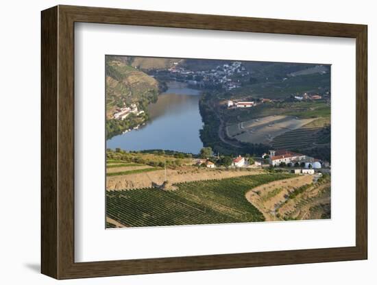 Portugal, Douro Valley, Douro River, Porto. Valley Lined with Steeply Sloping Hills, Vineyards-Emily Wilson-Framed Photographic Print