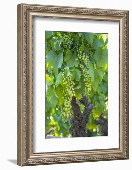 Portugal, Douro Valley, Douro River, Wine Grapes in Porto-Emily Wilson-Framed Photographic Print