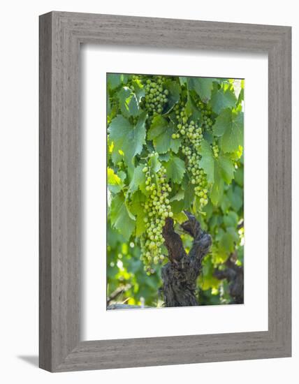 Portugal, Douro Valley, Douro River, Wine Grapes in Porto-Emily Wilson-Framed Photographic Print