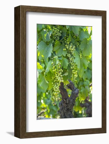 Portugal, Douro Valley, Douro River, Wine Grapes in Porto-Emily Wilson-Framed Photographic Print