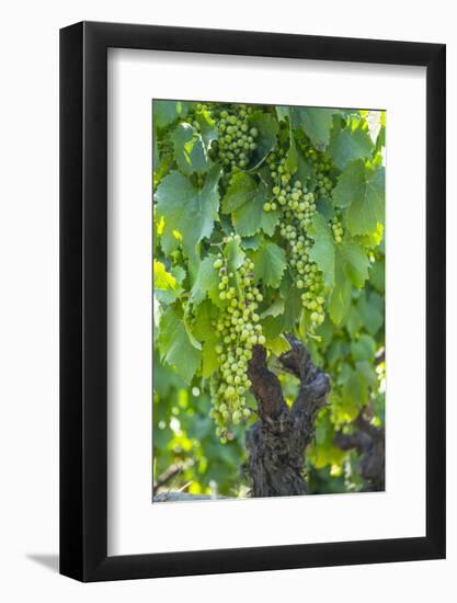 Portugal, Douro Valley, Douro River, Wine Grapes in Porto-Emily Wilson-Framed Photographic Print