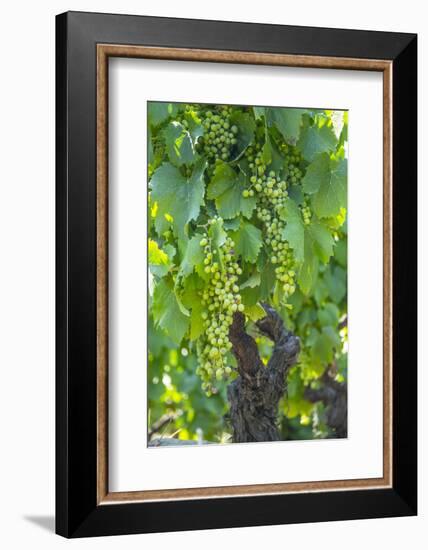 Portugal, Douro Valley, Douro River, Wine Grapes in Porto-Emily Wilson-Framed Photographic Print