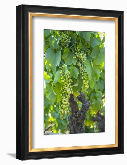 Portugal, Douro Valley, Douro River, Wine Grapes in Porto-Emily Wilson-Framed Photographic Print