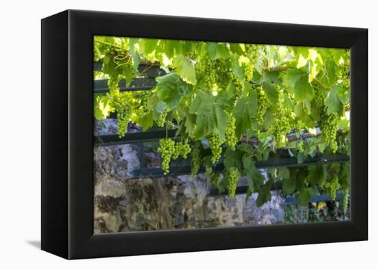 Portugal, Douro Valley, Grapes at a Vineyard-Emily Wilson-Framed Premier Image Canvas