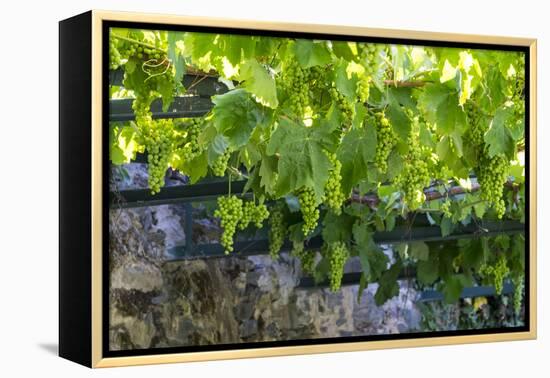 Portugal, Douro Valley, Grapes at a Vineyard-Emily Wilson-Framed Premier Image Canvas