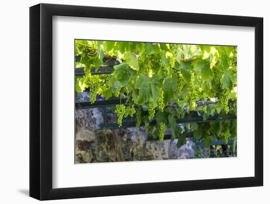 Portugal, Douro Valley, Grapes at a Vineyard-Emily Wilson-Framed Photographic Print