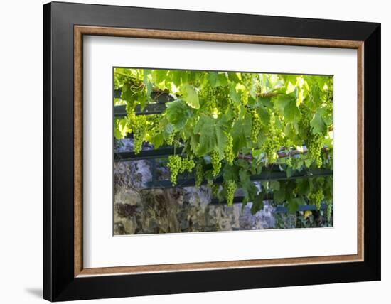 Portugal, Douro Valley, Grapes at a Vineyard-Emily Wilson-Framed Photographic Print