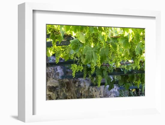 Portugal, Douro Valley, Grapes at a Vineyard-Emily Wilson-Framed Photographic Print
