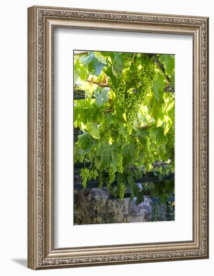 Portugal, Douro Valley, Grapes at a Vineyard-Emily Wilson-Framed Photographic Print