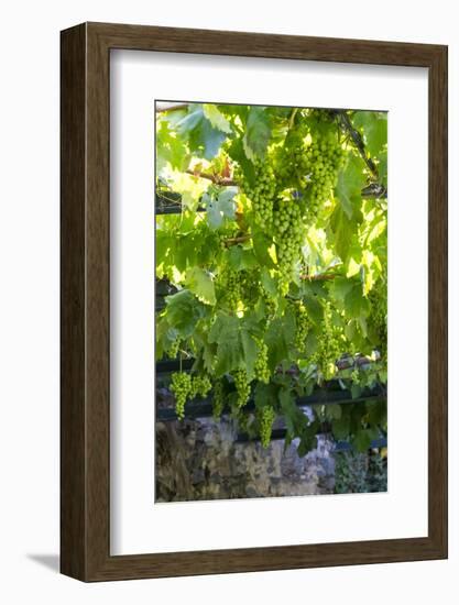 Portugal, Douro Valley, Grapes at a Vineyard-Emily Wilson-Framed Photographic Print