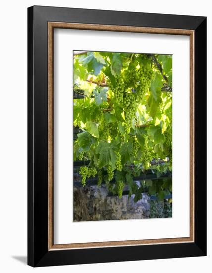Portugal, Douro Valley, Grapes at a Vineyard-Emily Wilson-Framed Photographic Print