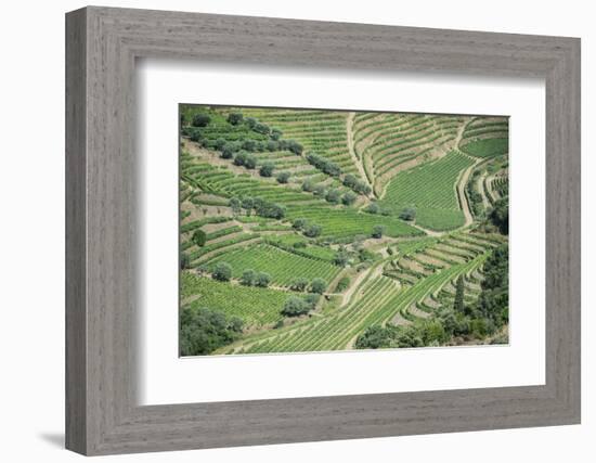 Portugal, Douro Valley, Hillside Vineyard-Rob Tilley-Framed Photographic Print