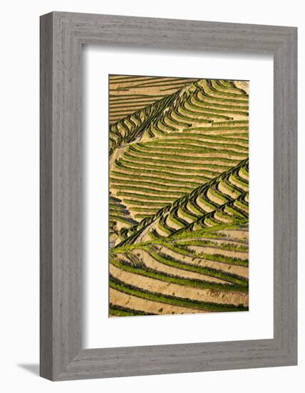 Portugal, Douro Valley, Terraced Vineyards Lining the Hills-Terry Eggers-Framed Photographic Print