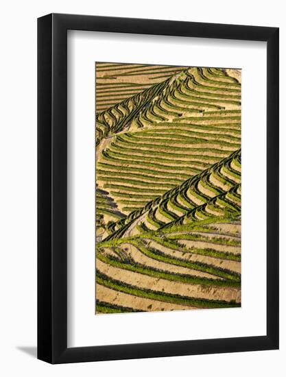 Portugal, Douro Valley, Terraced Vineyards Lining the Hills-Terry Eggers-Framed Photographic Print