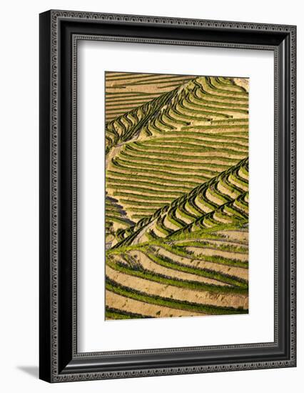 Portugal, Douro Valley, Terraced Vineyards Lining the Hills-Terry Eggers-Framed Photographic Print