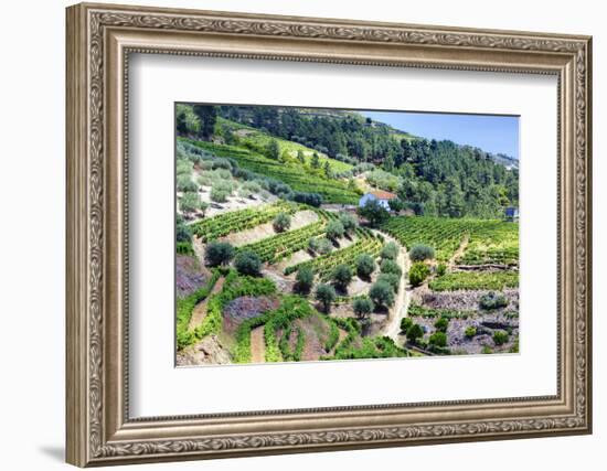 Portugal, Douro Valley, Terraced Vineyards Lining the Hills-Terry Eggers-Framed Photographic Print