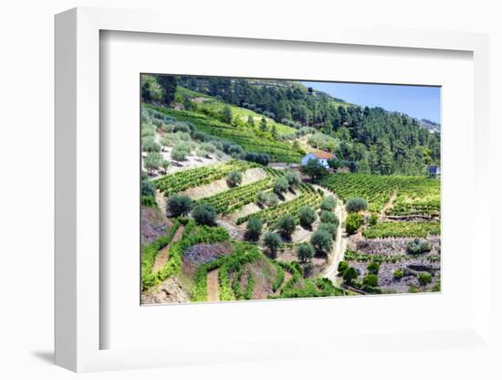 Portugal, Douro Valley, Terraced Vineyards Lining the Hills-Terry Eggers-Framed Photographic Print