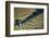 Portugal, Douro Valley, Terraced Vineyards Lining the Hills-Terry Eggers-Framed Photographic Print