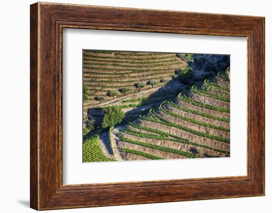 Portugal, Douro Valley, Terraced Vineyards Lining the Hills-Terry Eggers-Framed Photographic Print