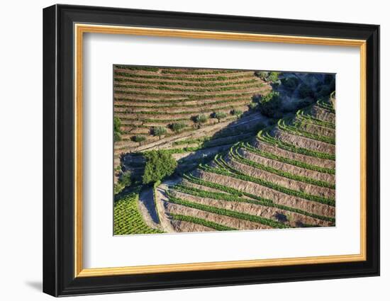 Portugal, Douro Valley, Terraced Vineyards Lining the Hills-Terry Eggers-Framed Photographic Print