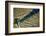 Portugal, Douro Valley, Terraced Vineyards Lining the Hills-Terry Eggers-Framed Photographic Print