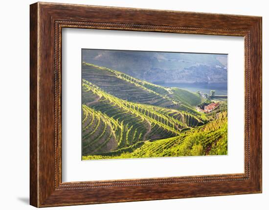 Portugal, Douro Valley, Terraced Vineyards Lining the Hills-Terry Eggers-Framed Photographic Print