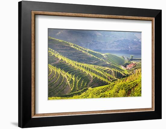 Portugal, Douro Valley, Terraced Vineyards Lining the Hills-Terry Eggers-Framed Photographic Print