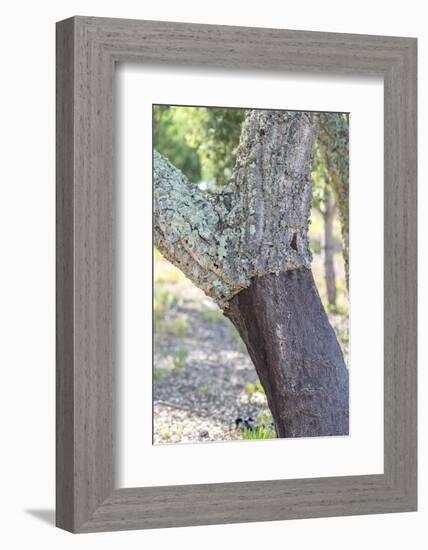 Portugal, Evora, Landeira, Cork Tree-Jim Engelbrecht-Framed Photographic Print