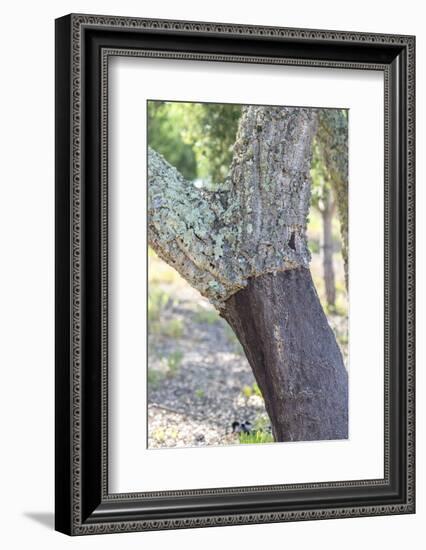 Portugal, Evora, Landeira, Cork Tree-Jim Engelbrecht-Framed Photographic Print