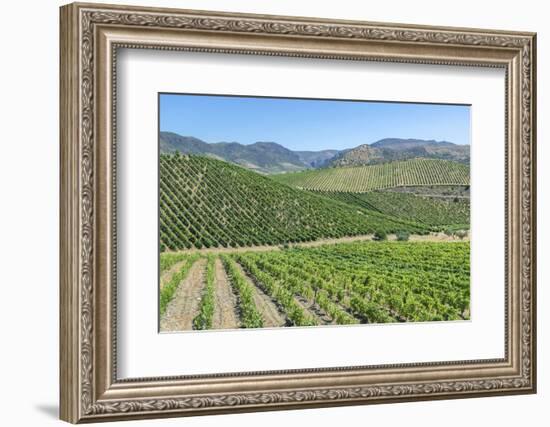 Portugal, Figueira de Castelo Rodrigo, Vineyards-Jim Engelbrecht-Framed Photographic Print