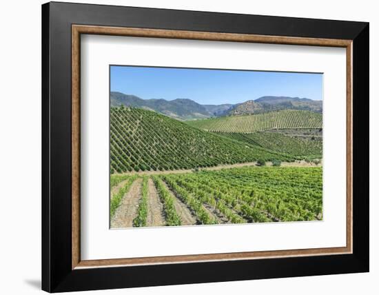 Portugal, Figueira de Castelo Rodrigo, Vineyards-Jim Engelbrecht-Framed Photographic Print