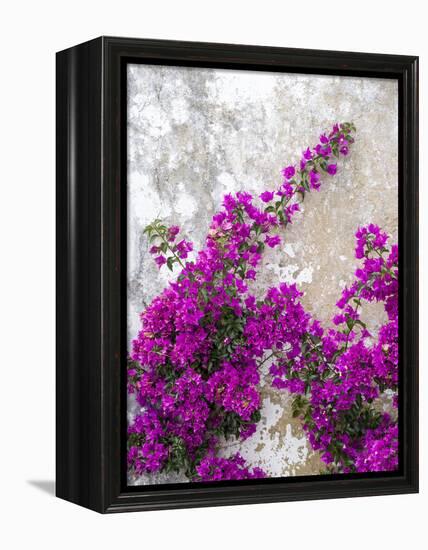 Portugal, Obidos. Hot pink or magenta bougainvillea against an old wall.-Julie Eggers-Framed Premier Image Canvas