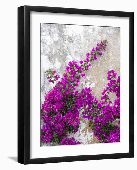 Portugal, Obidos. Hot pink or magenta bougainvillea against an old wall.-Julie Eggers-Framed Photographic Print