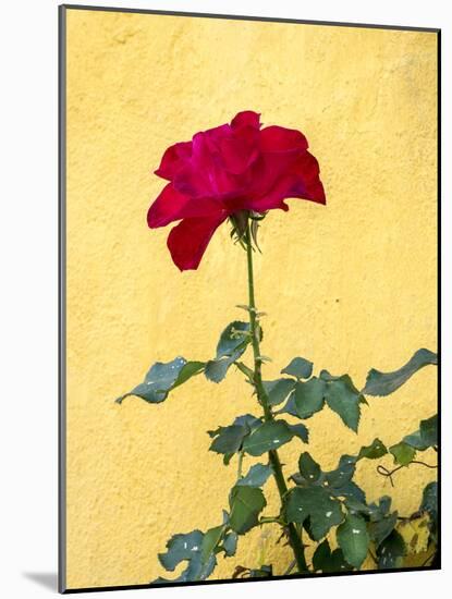 Portugal, Obidos. Red rose growing against a bright yellow painted home.-Julie Eggers-Mounted Photographic Print
